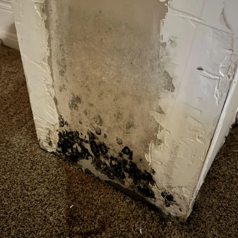 Professional Mold Removal in North Smithfield, RI